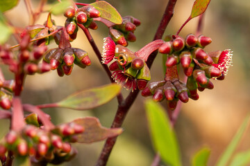 Red flowering gum blossoms in the winter sunshine