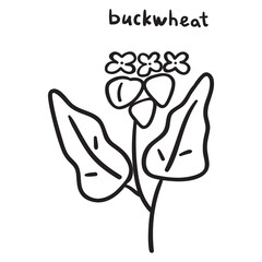 Buckwheat. Outline vector hand drawn icon on white background.