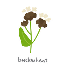Buckwheat. Flat vector hand drawn illustration.