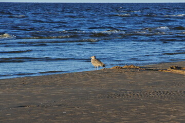  the beach