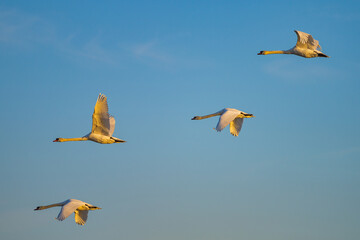 Swans are birds of the family Anatidae within the genus Cygnus.