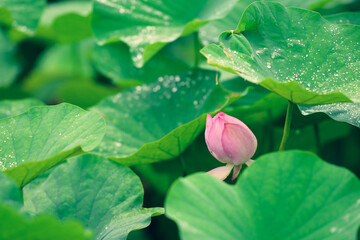 A lotus flower makes people feel elegant and the heat of summer disappears. Pink mixed with white petals. Large green leaves.
