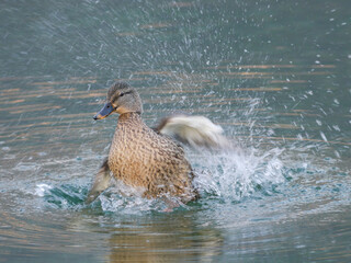 Female of Mallard duck (Anas platyrhynchos), 
bathing, taking a bath in lake