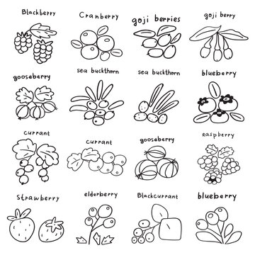 Berries. Outline icons.  Hand drawn vector illustrations on white background.