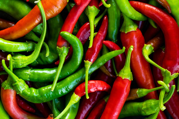 Close up photo of green and red chilli pepper hanging on twig in the farmyard.