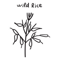 Fototapeta na wymiar Wild rice. Hand drawn outline icon on white background.