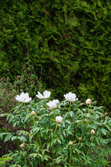 nice peony in the garden