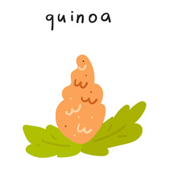 Quinoa. Hand drawn vector flat illustration on white background.