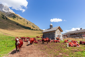 cows on Col des Aravis pass, haute-savoie, France