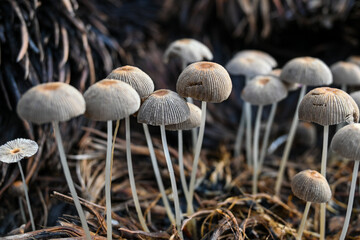 mushrooms in the forest. community of wild mushrooms that live in empty palm oil bunches.