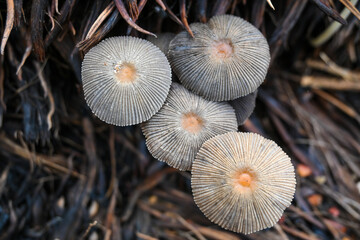 community of wild mushrooms that live in empty palm oil bunches.