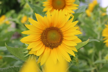 Sun flower, close-up angle view