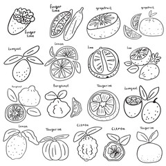 Collection of citrus. Vector hand drawn outline icons on white background.