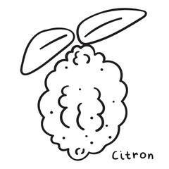 Citron. Outline icon. Illustration on white background.