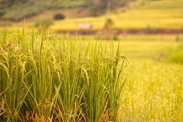 Close-up of yellow rice paddy with rice fields in the background from Thailand.