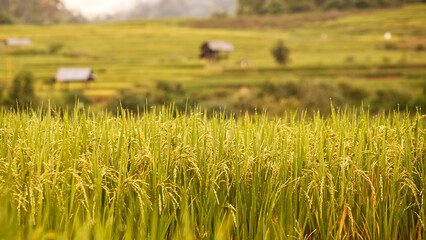 Yellow rice paddy in morning light with rice fields and shelters in the background from Thailand.