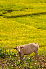 A white cow standing on the farm with yellow rice fields in the background from Thailand.