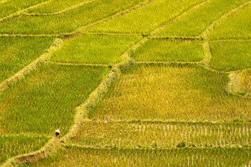 The scenery of textured green rice fields in natural light from Thailand.