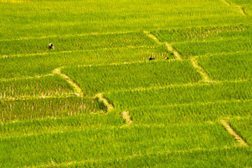 Texture of green rice plants in rice fields with farmers who are working in the fields from Thailand.