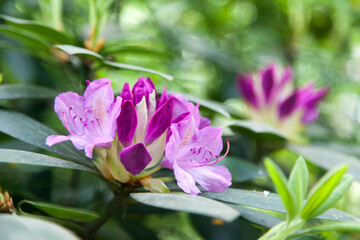 pink flowers