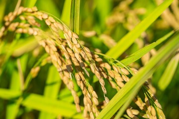 Ears of rice blowing in wind in autumn or fall, Agriculture or food background, Food industry	