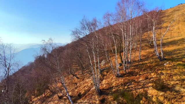 The birch grove on slope of Mount Cimetta, Ticino, Switzerland