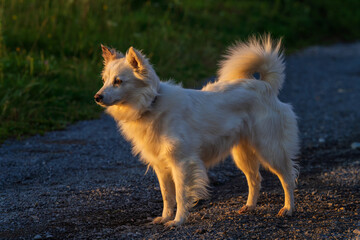 Little dog in the village Biele vody.