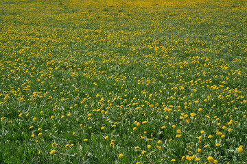 field of dandelions