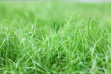 background grass green season