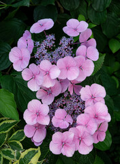 Flowering purple-pink hydrangea with complete and incomplete petals