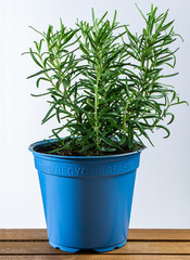 Rosemary growing in blue recyclable pot.