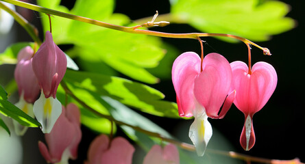 Heart-shaped pink flowers of Lamprocapnos spectabilis (Bleeding Heart) close up in sunlight.