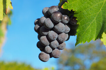 bunch of blue wine grapes on the background of a blue sky on a sunny autumn day