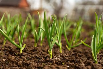young sprouts of winter garlic grow from the ground in spring