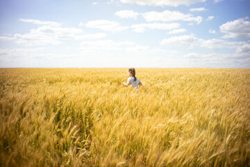 young girl child in a blue t-shirt stands in the middle of an endless field of golden wheat against a blue sky.