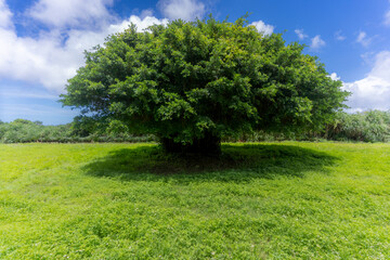 ガジュマルの木陰