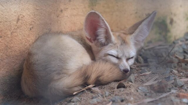 Peeking through the cage capturing a fennec fox, vulpes zerda, small crepuscular fox dozing off on a relax afternoon in an enclosed environment at Langkawi wildlife park, Malaysia.
curled-up