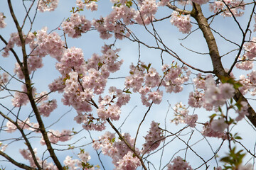 cherry blossom in spring