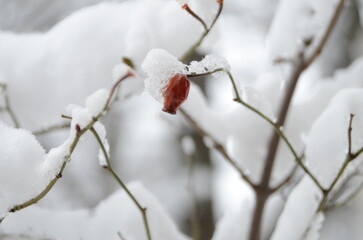 winter, white snow in the yard, all the trees are covered with snow, a branch of a rose bush is covered with snow, a rose bush in the snow