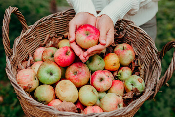 young beautiful asian woman in casual clothes with basket full of apples, concept of harvest and autumn on veranda of country house, sustainable eco friendly lifestyle, organic harvesting in garden