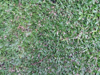 Grass texture in the garden