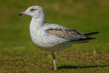 Gulls, or colloquially seagulls, are seabirds of the family Laridae in the suborder Lari. 