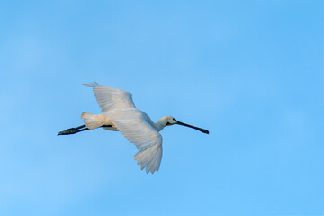 Beautiful Eurasian Spoonbill or common spoonbill (Platalea leucorodia)  in flight. Gelderland in the Netherlands. Blue sky background.        