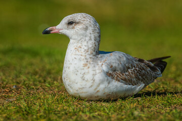 Gulls, or colloquially seagulls, are seabirds of the family Laridae in the suborder Lari. 