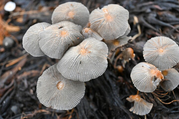 mushrooms in the forest