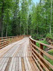 wooden bridge in the middle of the forest