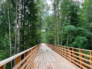 wooden bridge in the middle of the forest