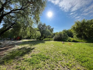 summer sunny day, trees and poplar fluff