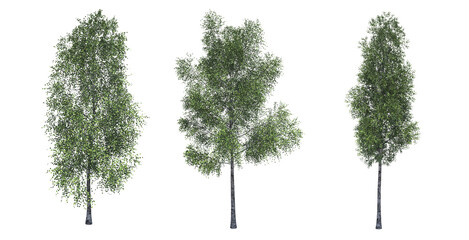 Fototapeta premium deciduous tree, isolate on a transparent background, 3d illustration