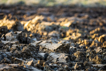 Terre agricole labourée à proximité d'Ostheim, à la sortie de l'hiver, Alsace, France